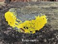 Fuligo septica-amf809-2